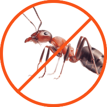 Απεντόμωση για Μυρμήγκια