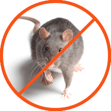 Απεντόμωση για Αρουραίους - Ποντίκια